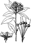 An illustration of a broad leaf laurel.