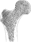 Frontal section through upper end of femur, showing arrangement of pressure and tension lamellae.