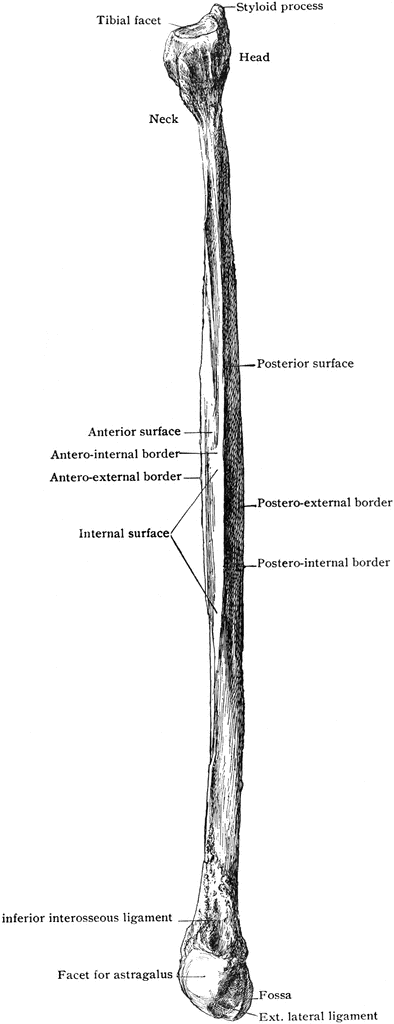 Styloid Process Of Fibula
