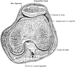Horizontal section through right knee joint.