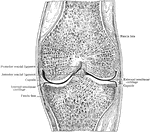 Frontal section through middle of right knee joint. Seen from behind.