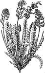 An illustration of woolly locoweed.