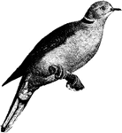 An illustration of a domestic turtle-dove.