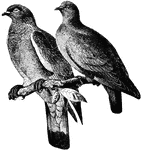 An illustration of two birds. On the left side is a European wood pigeon and on the right is a stock-dove.