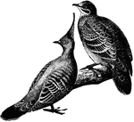 An illustration of two species of doves. On the left is a crested dove and on the right hand side is a common Australian bronze-winged dove.