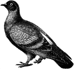 An illustration of a blue rock-dove.