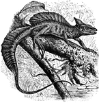 An illustration of a helmetted basilisk.