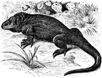 An illustration of a Galapagos land lizard.