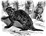 An illustration of a California horned toad.