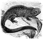 An illustration of a Galapagos sea lizard.