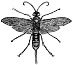 "The insects of the genus <em>Sirex</em> belong to a species which lay their eggs in living wood, and their larvae live for amny years in the interior of this wood. The mandibles of the larvae are of great strength, capable of perforating lead."