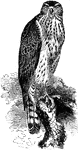 An illustration of a goshawk.