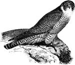 An illustration of a marsh hawk.