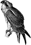 An illustration of a fish hawk.