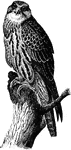 An illustration of a saker falcon.