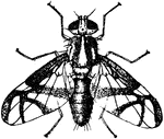 An illustration of an apple-worm fly.