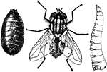 An illustration of a house fly with a maggot and puparium.