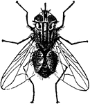 An illustration of a stable fly.