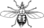 An illustration of a forest fly which is also known as a bird tick.