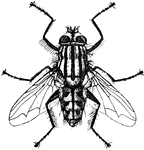 An illustration of a flesh fly.