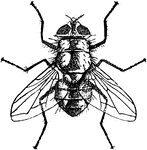 An illustration of a greenbottle flesh fly.