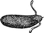An illustration of a single fly larva.