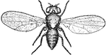An illustration of a pomace fly.