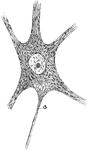 Semidiagrammatic representation of structure of a neuron; a, axon.