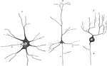 Multipolar nerve cells of various forms. Labels: A, from spinal cord; B, from cerebral cortex; C, from cerebellar cortex (Purkinje cell); a, axon; c, implantation cone.