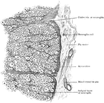 Peripheral part of transverse section of spinal cord, showing nerve fibers subdivided into groups by ingrowth of subpial layer of neuroglia.