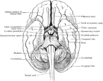 Simplified drawing of brain as seen from below, showing relations of brain stem to spinal cord and cerebrum.