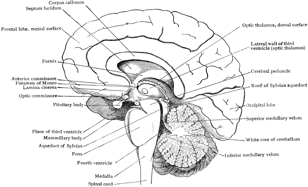 blank brain diagram inside