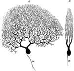 Two purkinje cells from silver preparation of cerebellar cortex; A, side view; B, cell in profile; a, axon.