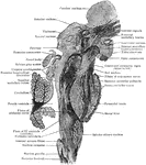 Sagittal section of brain stem; plane of section is somewhat lateral to midline.