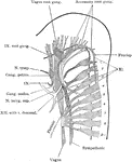 Reconstruction of peripheral nerves of human embryo of five weeks.