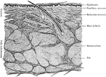 Section of skin, showing its chief layers-epidermis, corium and tela subcutanea.