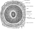 Transverse section of hair follicle, showing hair surrounded by internal and external root sheaths.