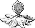 A species of earthstar, Geastrum multifidum is a mushroom from the Geastraceae family.
