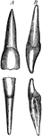 Median incisor teeth of left side labial (A) and lateral (B) aspects.