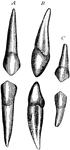 Canine teeth of left side, labiial (A) and lateral (B) aspects. C, temporary canines.