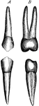 First premolar teeth of left side, labial (A) and lateral (B) aspects.