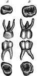 Temporary molar teeth (A, first; B, second) of left side. Triturating surfaces of crowns also shown.