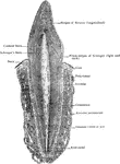 Sagittal section of canine tooth in situ.