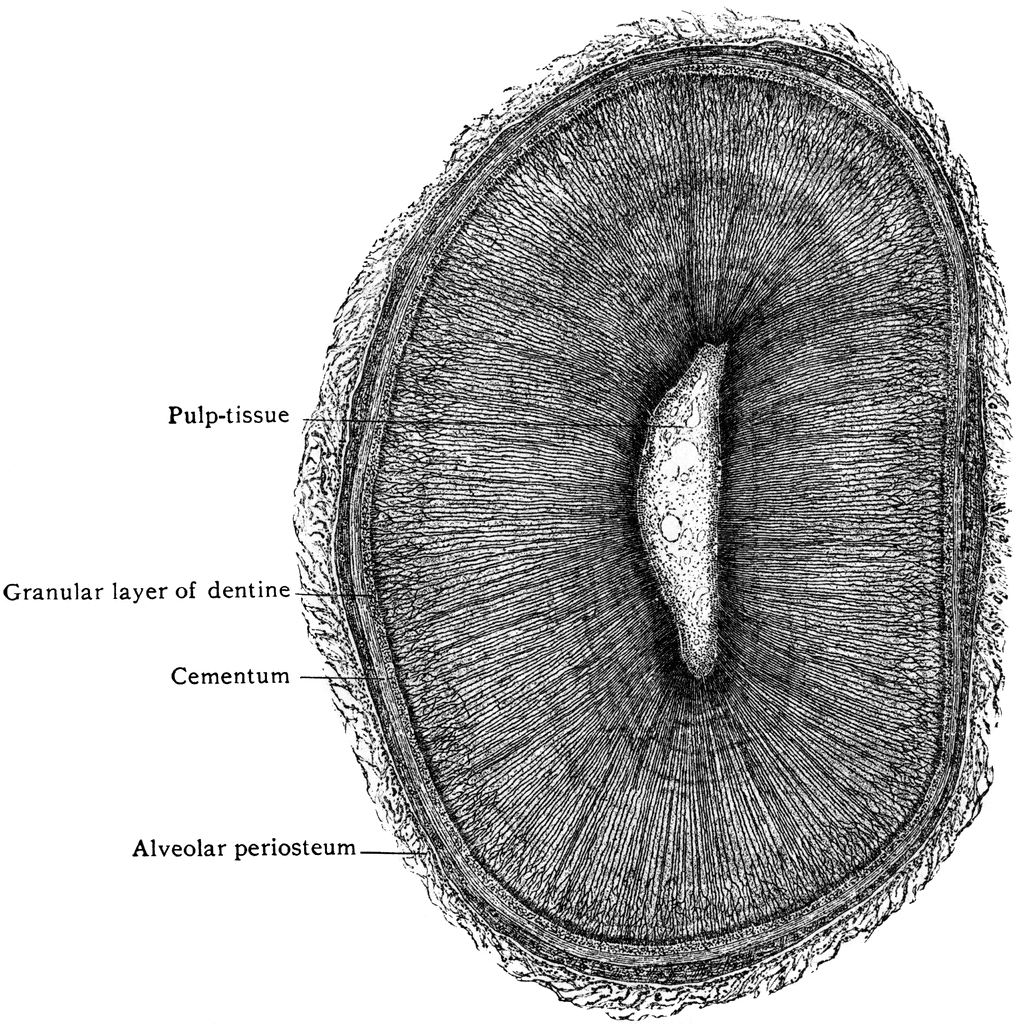 Transverse Section of Root of Canine | ClipArt ETC