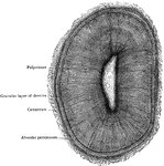 Transverse section of root of lower canine tooth.