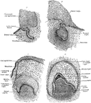 Frontal section showing four earl stages of tooth development.