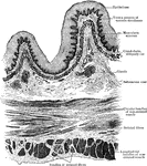 Transverse section of esophagus, unction of middle and upper third.