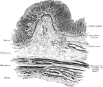 Transverse section of stomach (left end), showing general arrangement of coats.