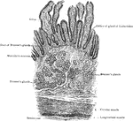 Transverse section of small intestine (lower part of duodenum), showing general arrangement of coats.