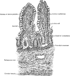 Transverse section of small intestine (jejunum), showing villi cut lengthwise.